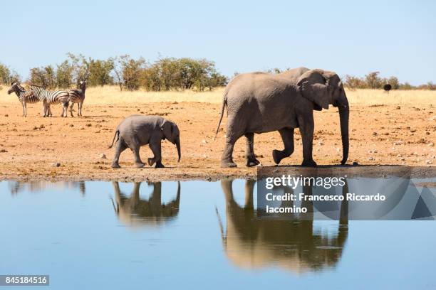 elephants and zebras at etosha, namibia - iacomino namibia stock pictures, royalty-free photos & images