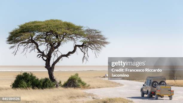 game drive safari in etosha, namibia - iacomino namibia stock pictures, royalty-free photos & images