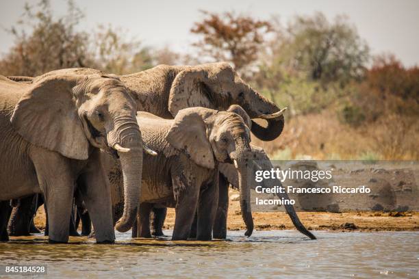 elephants at etosha, namibia - iacomino namibia stock-fotos und bilder