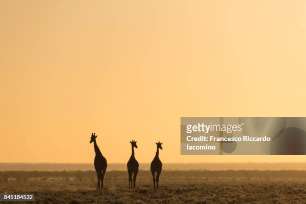giraffes at etosha, namibia - iacomino namibia stock-fotos und bilder