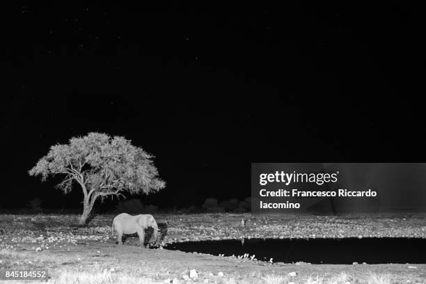 elephant at night, okaukuejo, etosha, namibia - night safari stock pictures, royalty-free photos & images