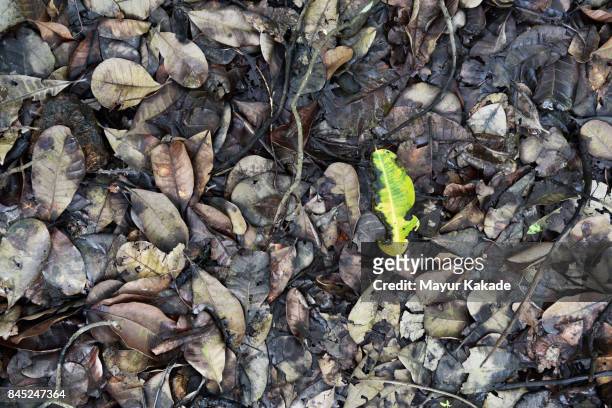 fallen dry leaves abstract - jawhar stock pictures, royalty-free photos & images