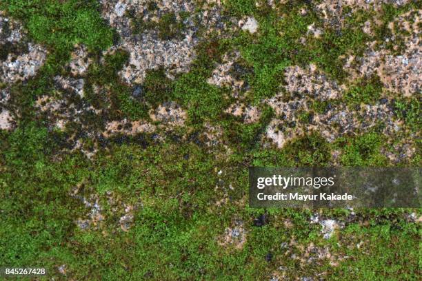 moss on wall - jawhar stock pictures, royalty-free photos & images