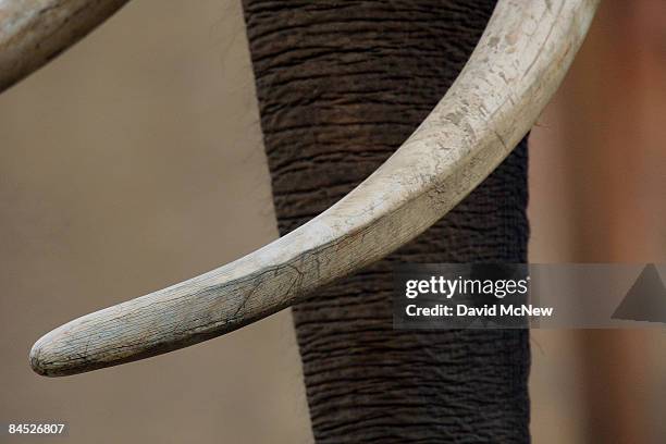 Billy, the only elephant currently at the Los Angeles Zoo, is seen in his temporary exhibit after the Los Angeles City Council voted today to keep...