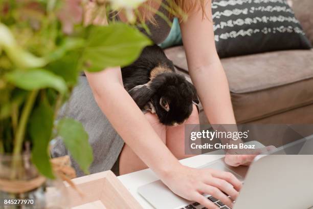 Bonde Rabbit 1,553 Bunny Blonde Stock Photos, High-Res Pictures, and Images - Getty ...
