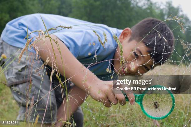 mixed race boy looking at spider web with magnifying glass - spider web bildbanksfoton och bilder