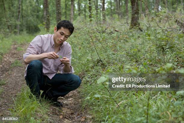 asian man looking at leaf in forest - saia midi stock-fotos und bilder