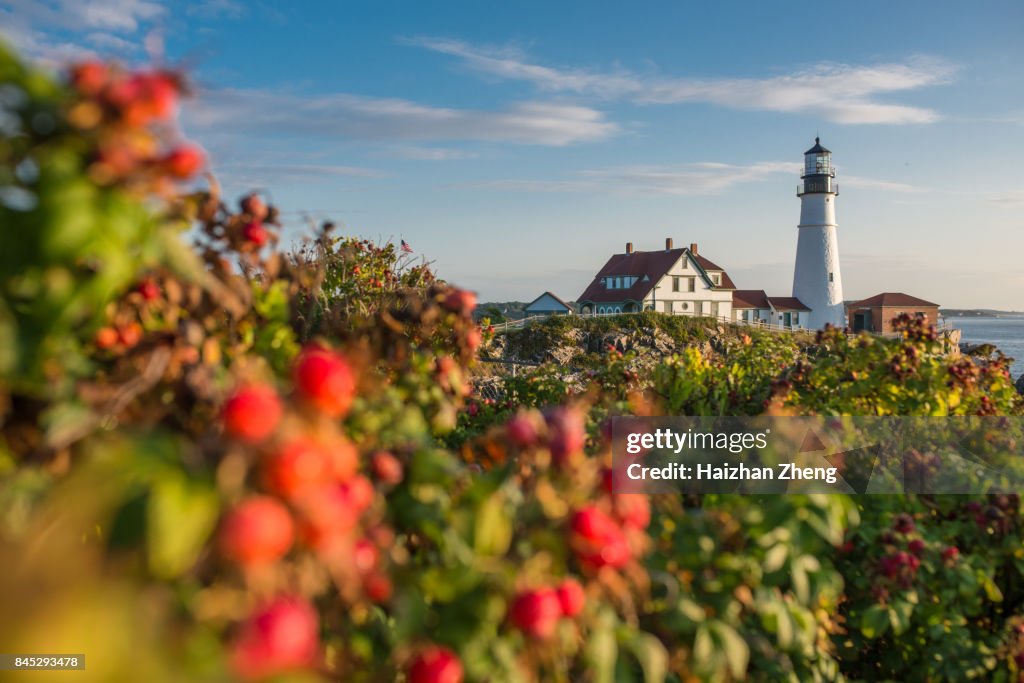 Hagebutten und Portland Head Leuchtturm