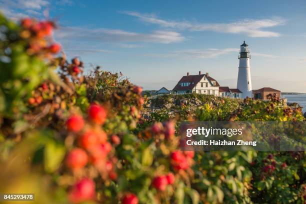 rose hip and portland head lighthouse - maine imagens e fotografias de stock