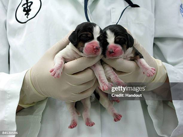 In this handout image provided by RNL Bio Co. Ltd., two cloned Beagles, Magic and Stem, are shown at the National Seoul University on January 29,...