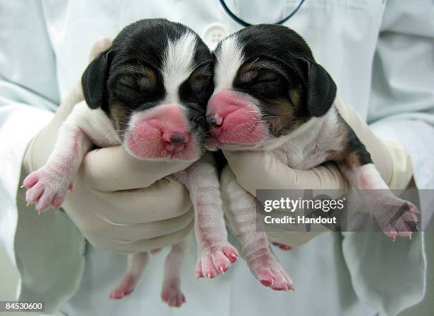 In this handout image provided by RNL Bio Co. Ltd., two cloned Beagles, Magic and Stem, are shown at the National Seoul University on January 29,...