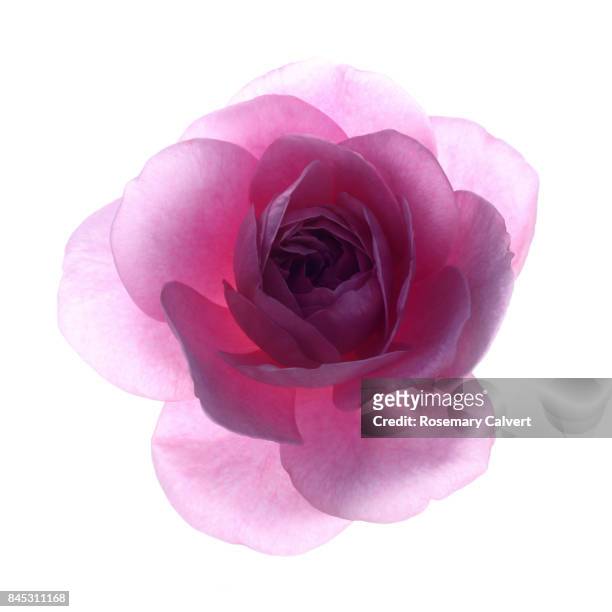 back lit fragrant pink rose,'rosa gertrude jekyll',in close-up - back lit flower stock pictures, royalty-free photos & images