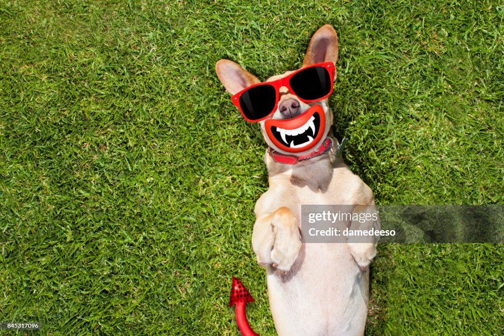 Cão fantasma Halloween doce ou travessura