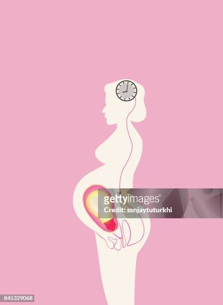 menschliche fruchtbarkeit - reproductive organ stock-grafiken, -clipart, -cartoons und -symbole
