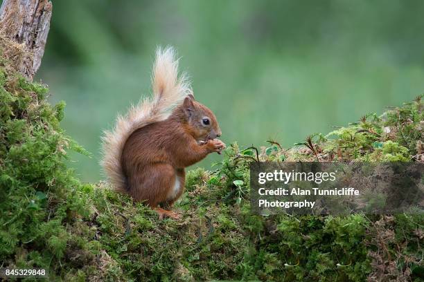 red squirrel - woodland creatures stock pictures, royalty-free photos & images