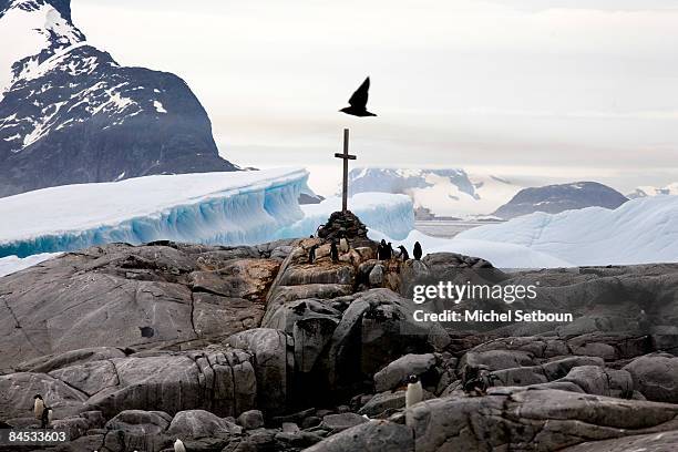 Gentoo Penguins walk on Petermann Island during a voyage to Antarctica on a ship called "Le Diamant" during February 2006.