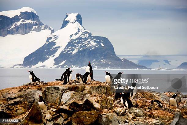 Gentoo Penguins walk on Petermann Island during a voyage to Antarctica on a ship called "Le Diamant" during February 2006.