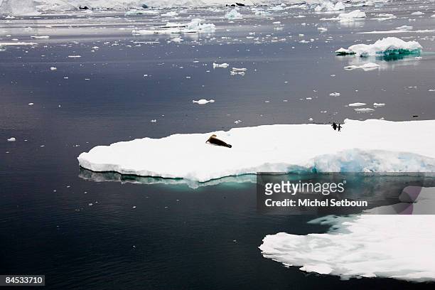 Crabeater Seal lies on ice in the Lemaire Channel, a strait off Antarctica, located between the mainland's Antarctic Peninsula and Booth Island....