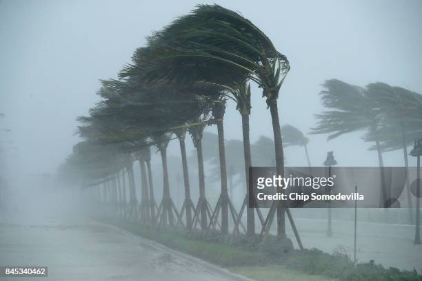 Trees bend in the tropical storm wind along North Fort Lauderdale Beach Boulevard as Hurricane Irma hits the southern part of the state September 10,...