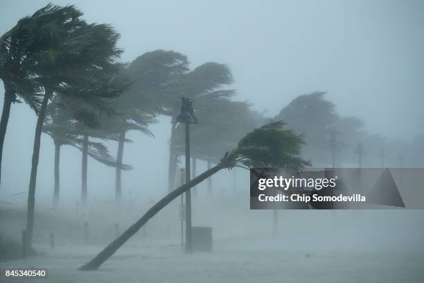 Trees bend in the tropical storm wind along North Fort Lauderdale Beach Boulevard as Hurricane Irma hits the southern part of the state September 10,...