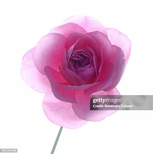 back lit pink rose, rosa 'gertrude jekyll@, with stem on white - backlit photos et images de collection