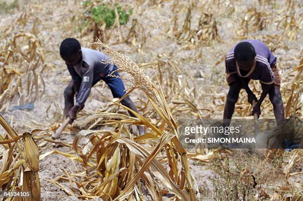 Six years-old Juma Dalu and his brother Charo Mwatsalu plough their family dried corn field on January 27, 2009 in Kwale.The Kenyan finance minister...