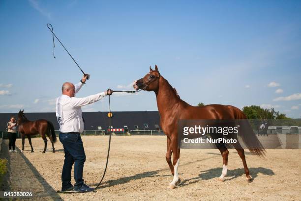 The 2nd Cracow Arabian Horse Show and Auction in the &quot;Szary&quot; Equestrian Club in Michalowice near Krakow, Poland on 10 JSeptember, 2017.