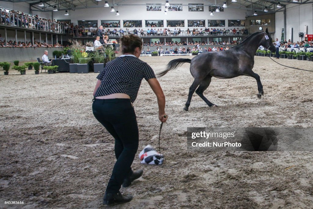 Shirley Watts at 2nd Cracow Arabian Horse Show in Poland