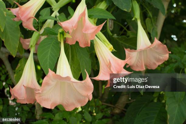 datura flower - angels trumpet stock-fotos und bilder