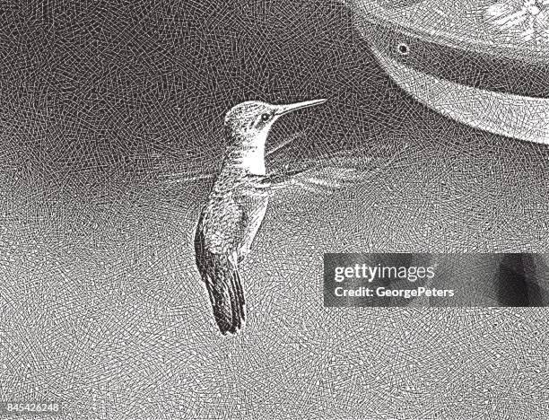 hummingbird at a backyard bird feeder - ruby throated hummingbird stock illustrations