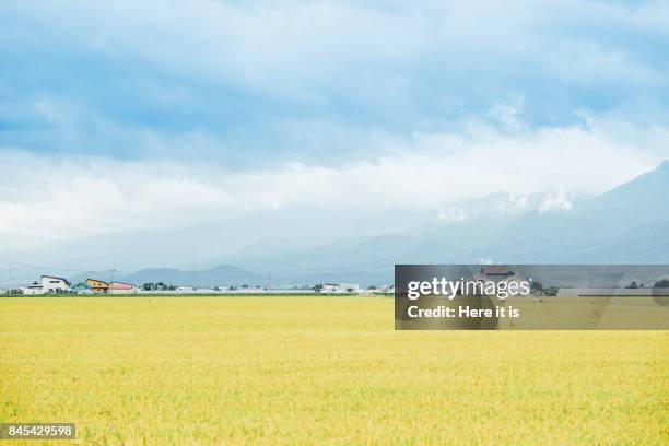 biei landscape - satoyama-scenery foto e immagini stock