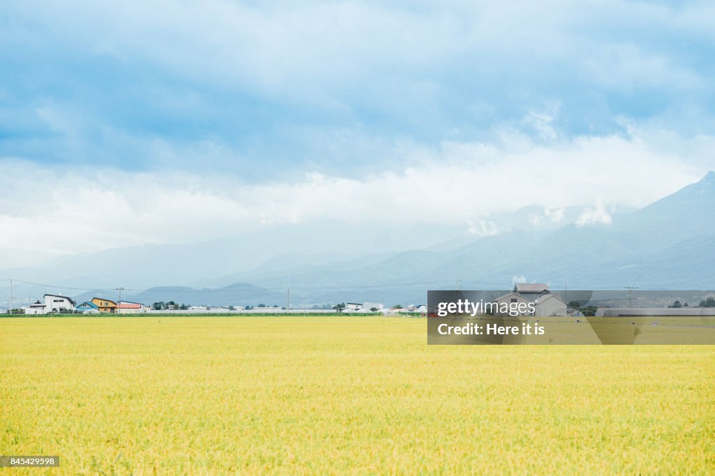Biei Landscape
