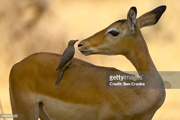 impala and red-billed oxpecker, ruaha np, tanzania - symbiotic relationship stock pictures, royalty-free photos & images