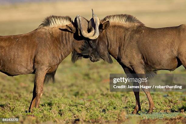 two black wildebeest (white-tailed gnu) (connochaetes gnou) fighting, mountain zebra national park, south africa, africa - mountain zebra national park stock-fotos und bilder