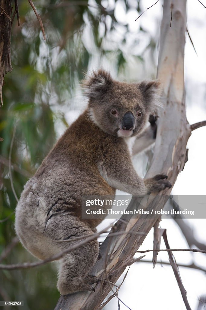 Koala (Phascolarctos cinereus), Kangaroo Island, South Australia, Australia, Pacific