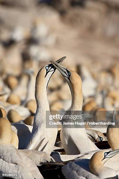 cape gannet (morus capensis) pair necking, bird island, lambert's bay, south africa, africa - necking stock pictures, royalty-free photos & images