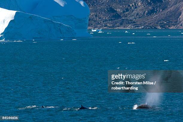 minke whales (balaenoptera acutorostrata), ummannaq, greenland, polar regions - minke whale stock pictures, royalty-free photos & images