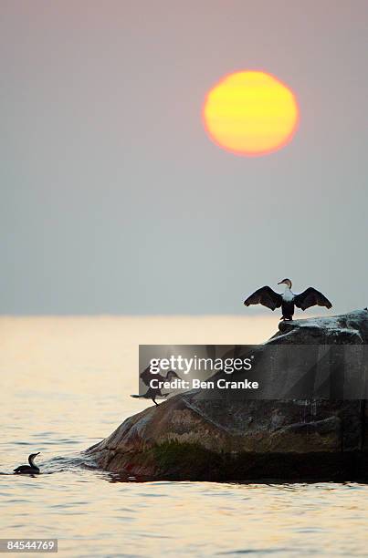 white-breasted cormorant, lake malawi, malawi - haltere 個照片及圖片檔