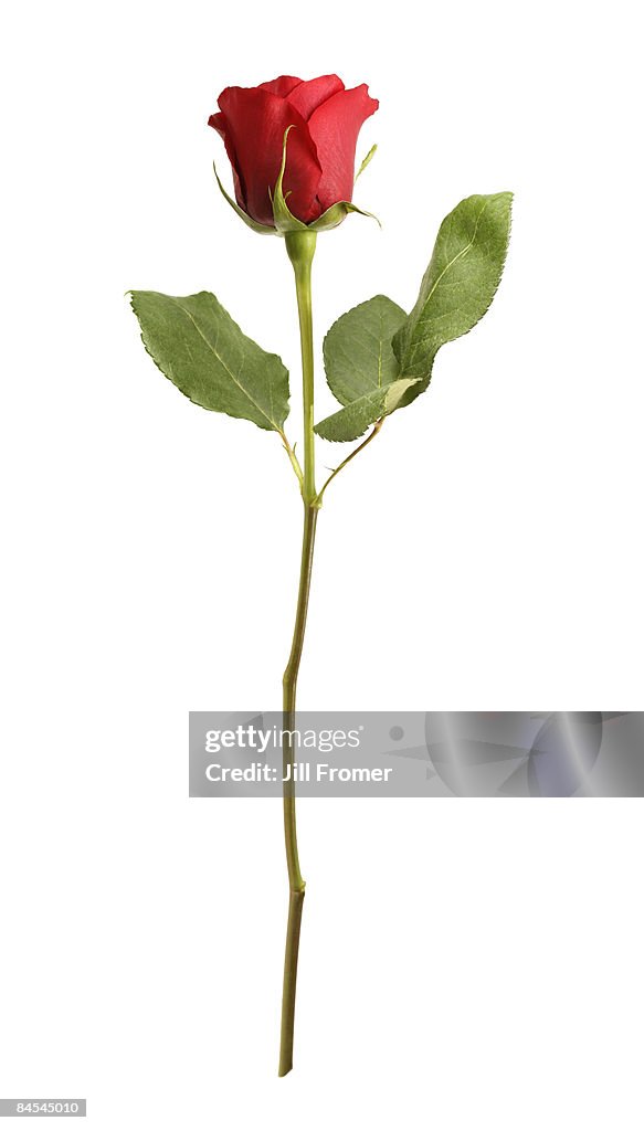 Single Red Rose Isolated on White