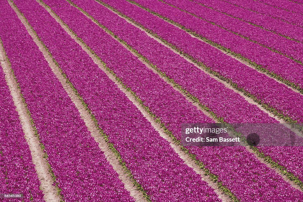 Rows of tulips being cultivated