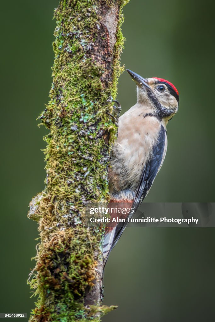 Great spotted woodpecker