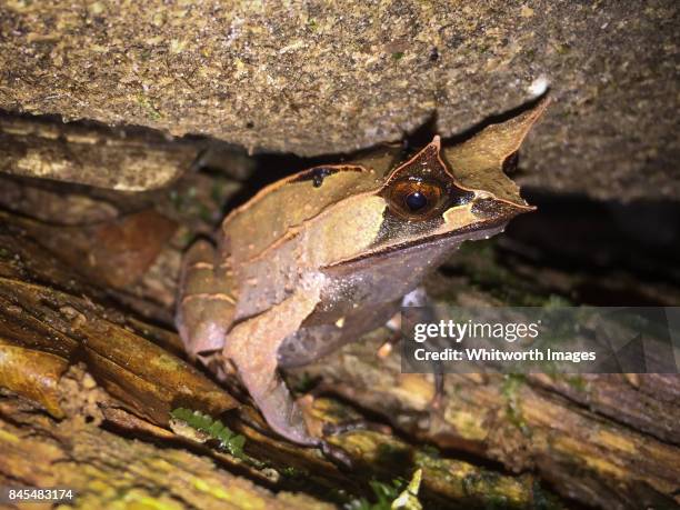 bornean horned frog (megophrys nasuta) in jungle of malaysian borneo - megophrys stockfoto's en -beelden
