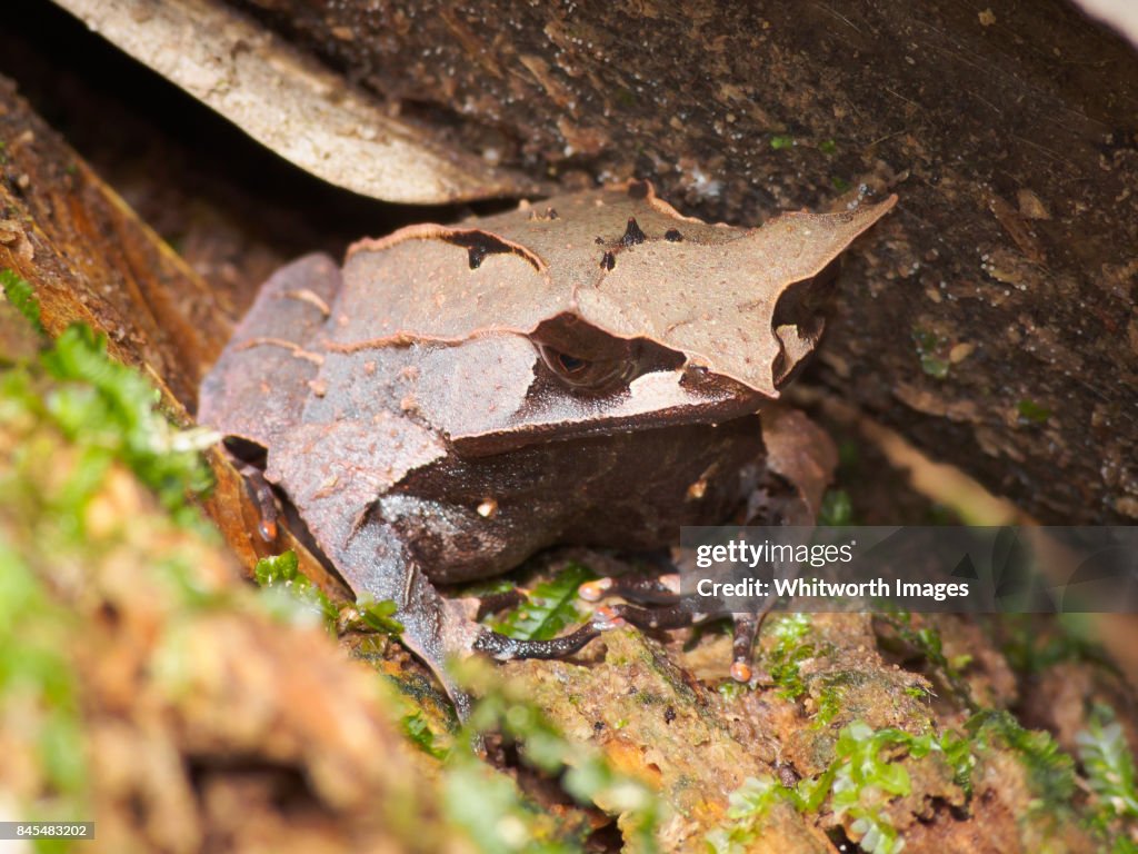 Bornean Horned Frog (Megophrys nasuta) in jungle of Malaysian Borneo