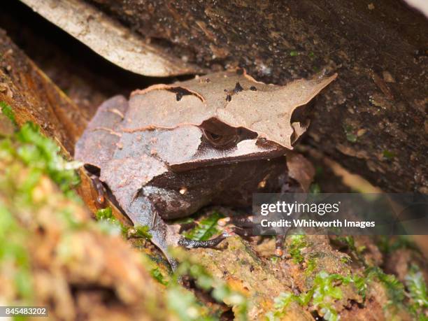 bornean horned frog (megophrys nasuta) in jungle of malaysian borneo - megophrys stockfoto's en -beelden