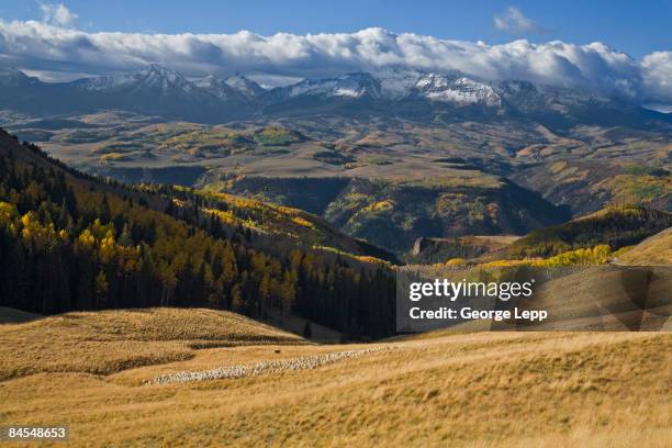 sheep in the san juan mountains - mount wilson colorado stock pictures, royalty-free photos & images