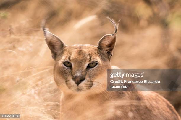 african wild caracal, namibia - iacomino namibia stock-fotos und bilder