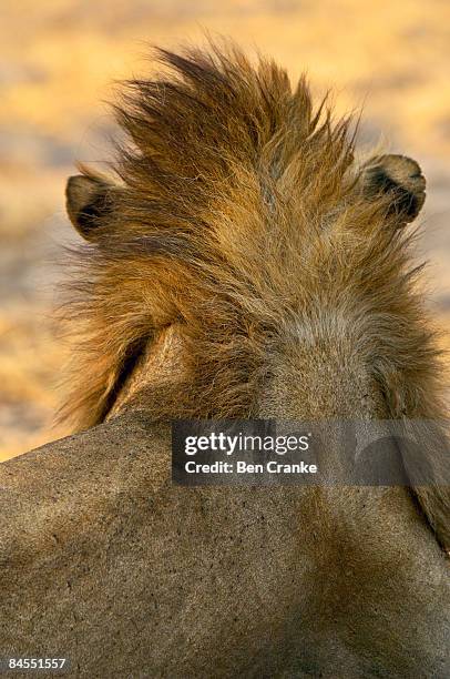 lion, katavi national park, tanzania - cat lion haircut stock pictures, royalty-free photos & images