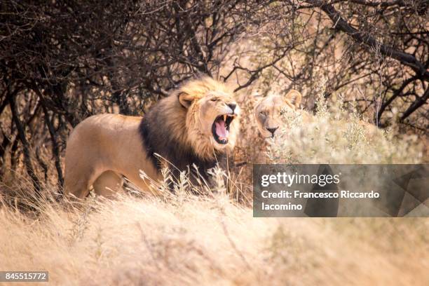 african wild lions, namibia - iacomino namibia stock pictures, royalty-free photos & images