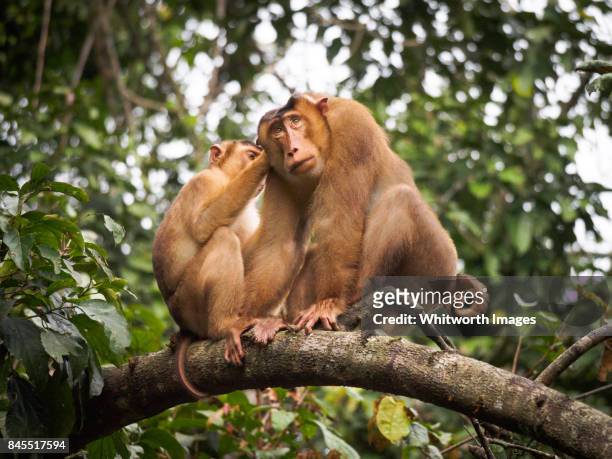 southern pig-tailed macaques (macaca nemestrina) grooming. sabah, borneo - makak bildbanksfoton och bilder