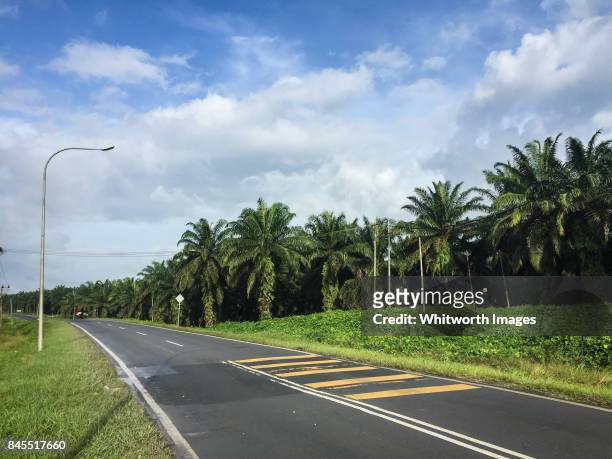 oil palm plantation beside highway in sabah, borneo, malaysia - oil palm imagens e fotografias de stock